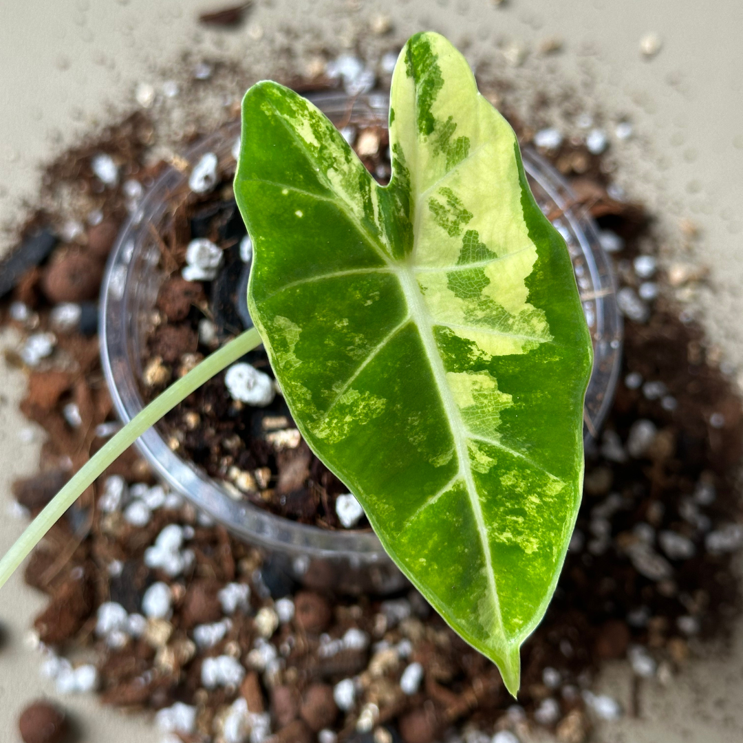 Thirsty Plant Mix: potting mix with perlite and vermiculite